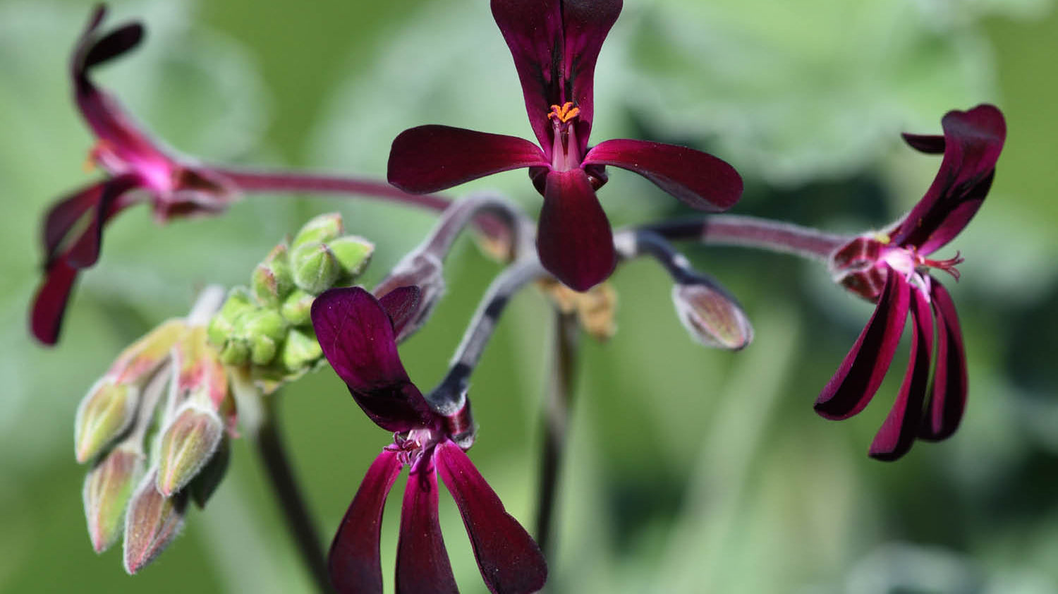 Ingredient Spotlight: Umckaloabo's Magical Healing Properties