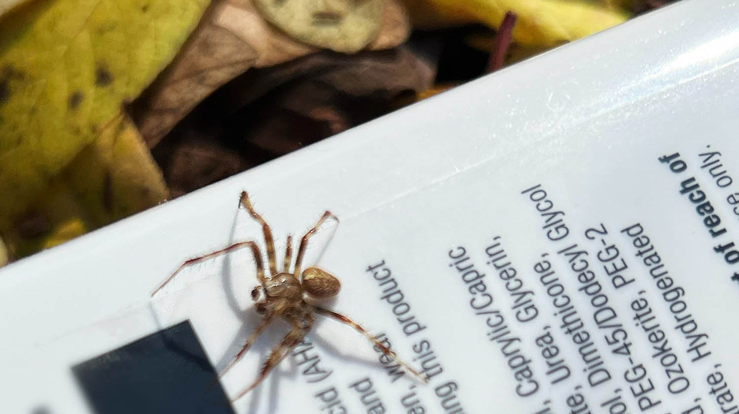 The Spooky Things You'll Find in Conventional Deo