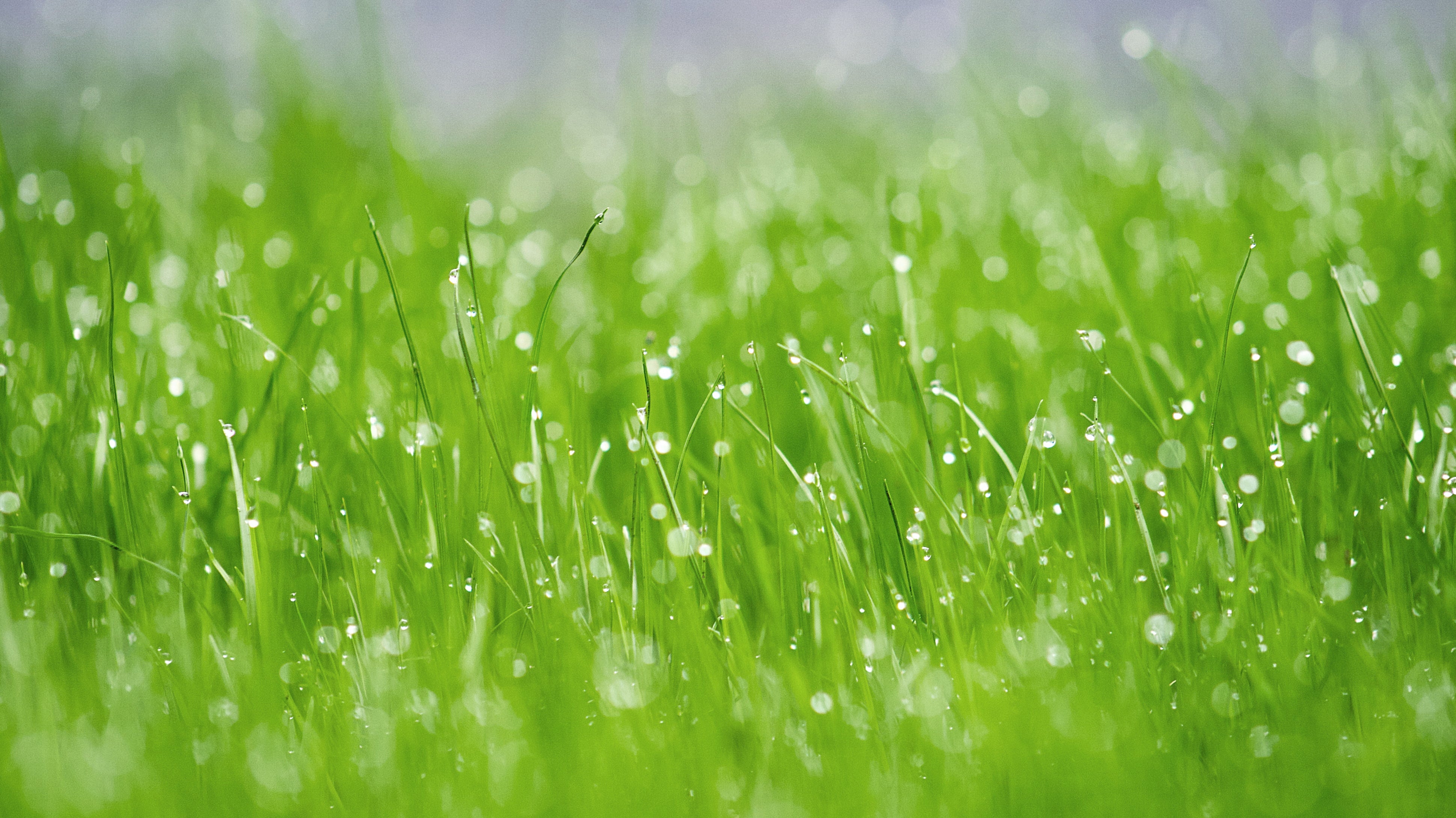 The Sweet Smell of Rain: What is Petrichor?