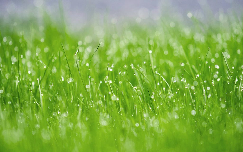 The Sweet Smell of Rain: What is Petrichor?