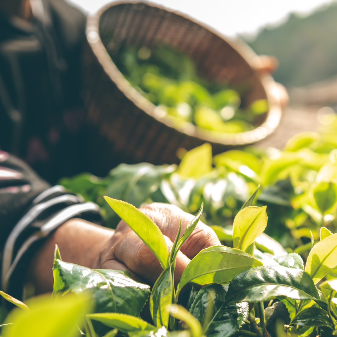 What is sustainability in 2026?