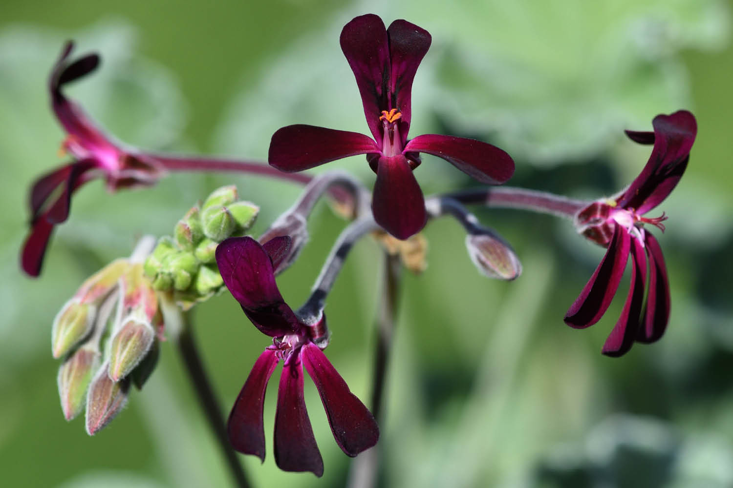 Ingredient Spotlight: Umckaloabo's Magical Healing Properties