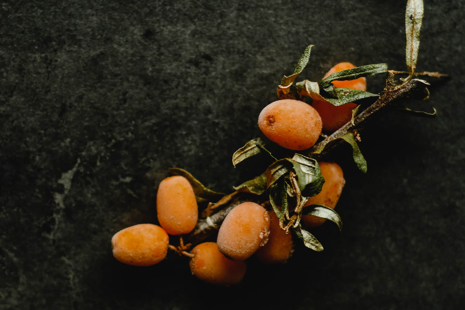 Sea Buckthorn berries on stone